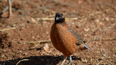A captive male Masked Bobwhite Quail stands tall in the sunshine at Buenos Aires National Wildlife Refuge in southeastern Arizona (photo courtesy of Paula O’Briant).