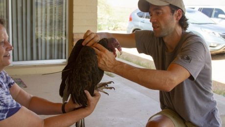 Dr. JF Therrien installing a tracking unit on a Turkey Vulture (photo courtesy of Dara Heward).