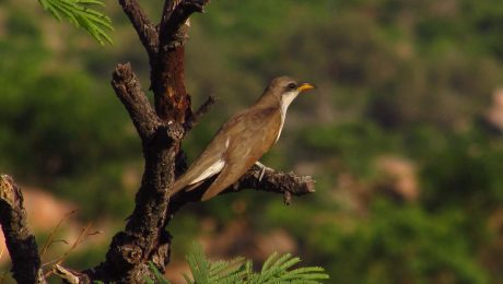 Yellow-billed Cuckoo in upland habitat at Sierra La Madera, Municipality of Huásabas, Sonora (photo courtesy of Gilberto Díaz).