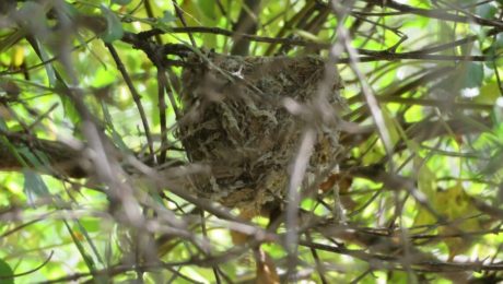 Least Bell’s Vireo nest in a planted elderberry at the Hollenbeck Canyon Wildlife Area (photo courtesy of Kevin Clark, San Diego Natural History Museum).