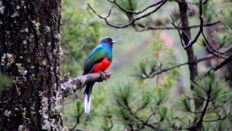 An Eared Quetzal perches on a pine tree (photo courtesy of Ovis Maria Olvera).