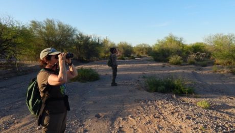 Partnering with NPS and AZGFD, AZFO expedition participants surveyed birds at Organ Pipe Cactus National Monument in 2015 (photo courtesy of Eric Hough).