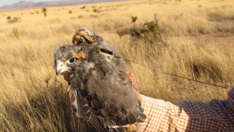 Northern Aplomado Falcon chick equipped with a satellite transmitter (photo courtesy of Alberto Macías Duarte).
