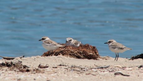 Snowy plovers (Cöihíin) in Estero Punta Perla, a species of which there was no previous nesting record at the site (photo by Paulina Camarena).
