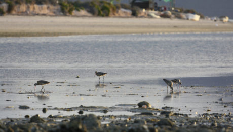 Foraging Marbled Godwits