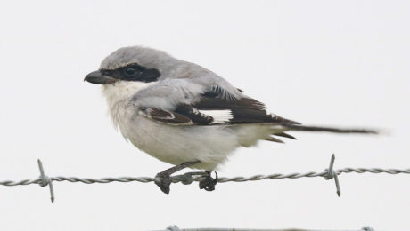 A Loggerhead Shrike perches on barbed wire fence, looking for prey (photo courtesy of Alan Schmierer).