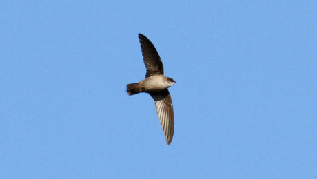 Vaux's Swift in flight (Jamie Chavez).