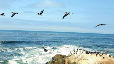 Brown Pelicans soar over a rocky California coastline. 