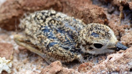 A still wet Wilson’s Plover chick camouflaged in the substrate (photo by Germán Leyva García).