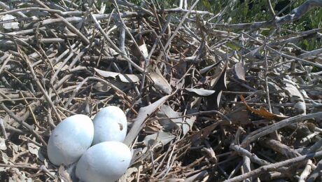 Great Blue Heron nest with eggs (photo courtesy of Jaqueline García Hernández).