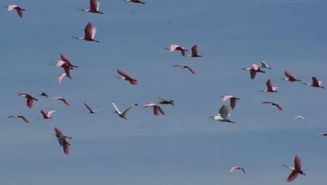  Roseate Spoonbills in flight (photo by Germán Leyva).
