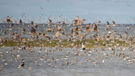 A mixed flock of shorebirds in Guerrero Negro – Ojo de Liebre wetland complex (photo by Julian Garcia Walther).