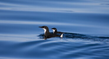 Adult Craveri’s Murrelet in the ocean with its chick (photo by Abram Fleishman).