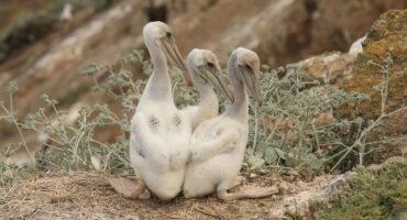 Five-week-old pelican chicks in the nest (photo by Jim Howard).